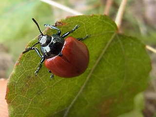 Chrysomela populi