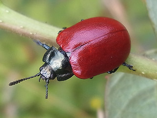 Chrysomela populi