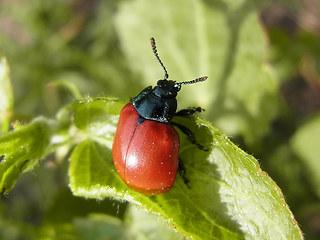 Chrysomela populi