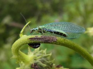 Chrysopa perla