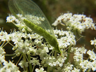 Chrysoperla carnea