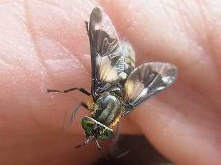 Chrysops relictus