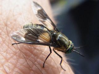 Chrysops relictus