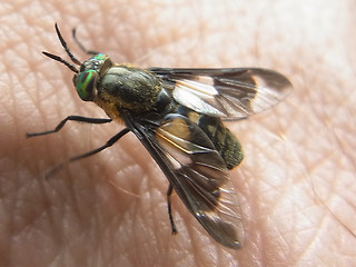 Chrysops relictus