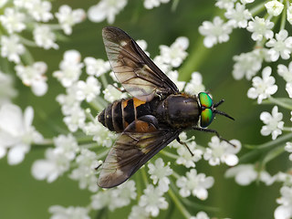 Chrysops viduatus