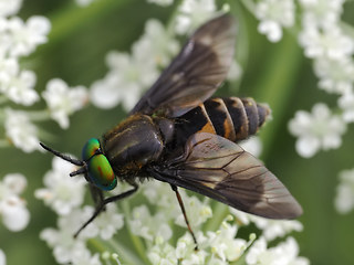 Chrysops viduatus