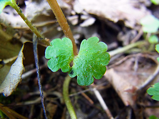 Chrysosplenium alternifolium