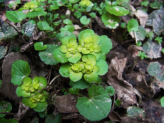 Chrysosplenium alternifolium