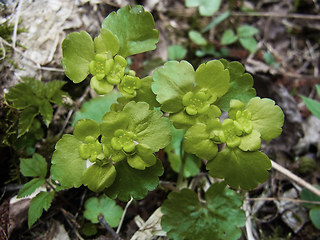 Chrysosplenium alternifolium