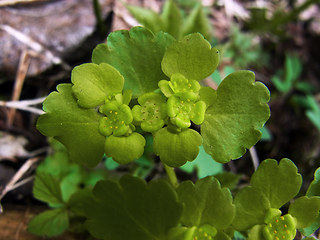 Chrysosplenium alternifolium