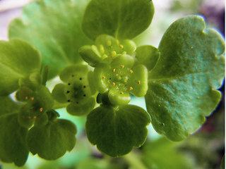 Chrysosplenium alternifolium