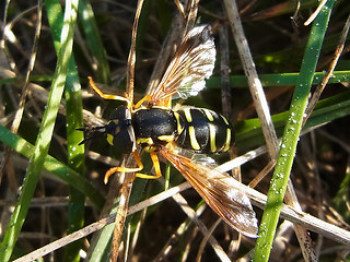 Chrysotoxum arcuatum