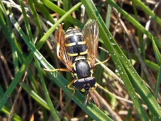 Chrysotoxum arcuatum