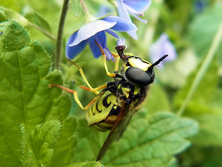 Chrysotoxum cautum