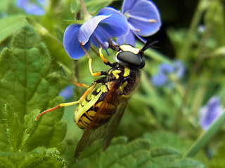 Chrysotoxum cautum