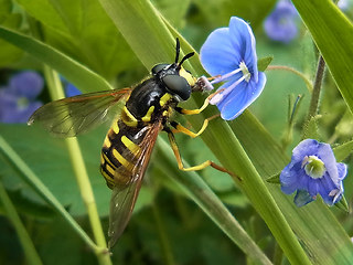 Chrysotoxum cautum