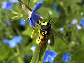 Chrysotoxum cautum