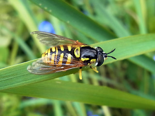 Chrysotoxum cautum