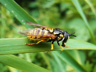 Chrysotoxum cautum