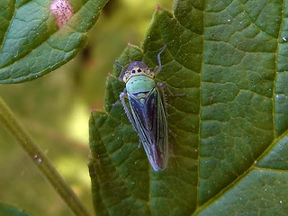 Cicadella viridis