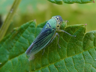 Cicadella viridis