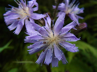 Cicerbita alpina