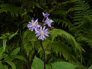 Cicerbita alpina