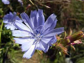 Cichorium intybus