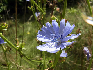 Cichorium intybus