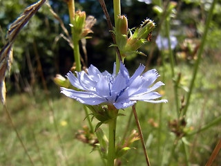 Cichorium intybus