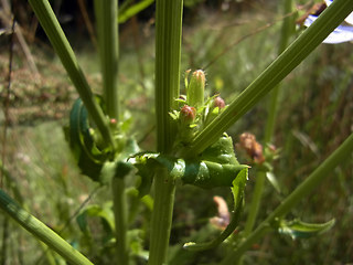 Cichorium intybus