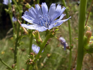 Cichorium intybus