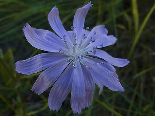 Cichorium intybus