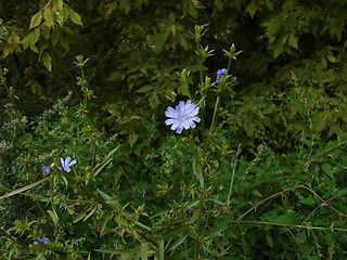 Cichorium intybus