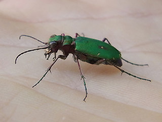 Cicindela campestris