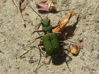 Cicindela campestris