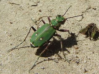 Cicindela campestris