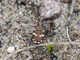 Cicindela hybrida
