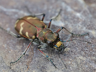 Cicindela hybrida