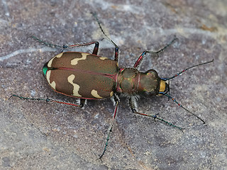 Cicindela hybrida