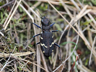 Cicindela silvatica