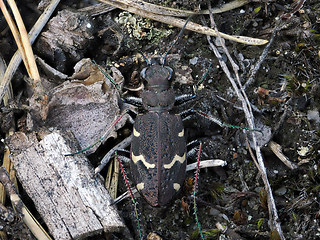 Cicindela silvatica