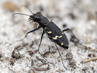 Cicindela sylvatica