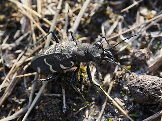 Cicindela sylvatica