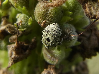 Cionus hortulanus- thapsus