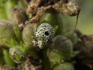Cionus hortulanus- thapsus