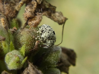 Cionus hortulanus- thapsus