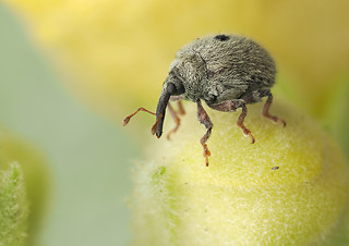 Cionus olens