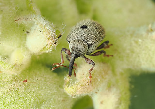 Cionus olens