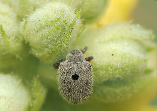 Cionus olens